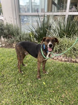 Gaston Pointer Dog