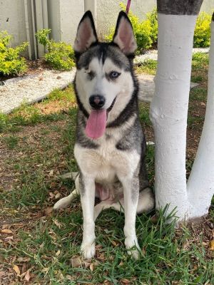 Name Faith Gender Female Breed Husky About Faith Introducing Faith a remarkable 3-year-old Husk