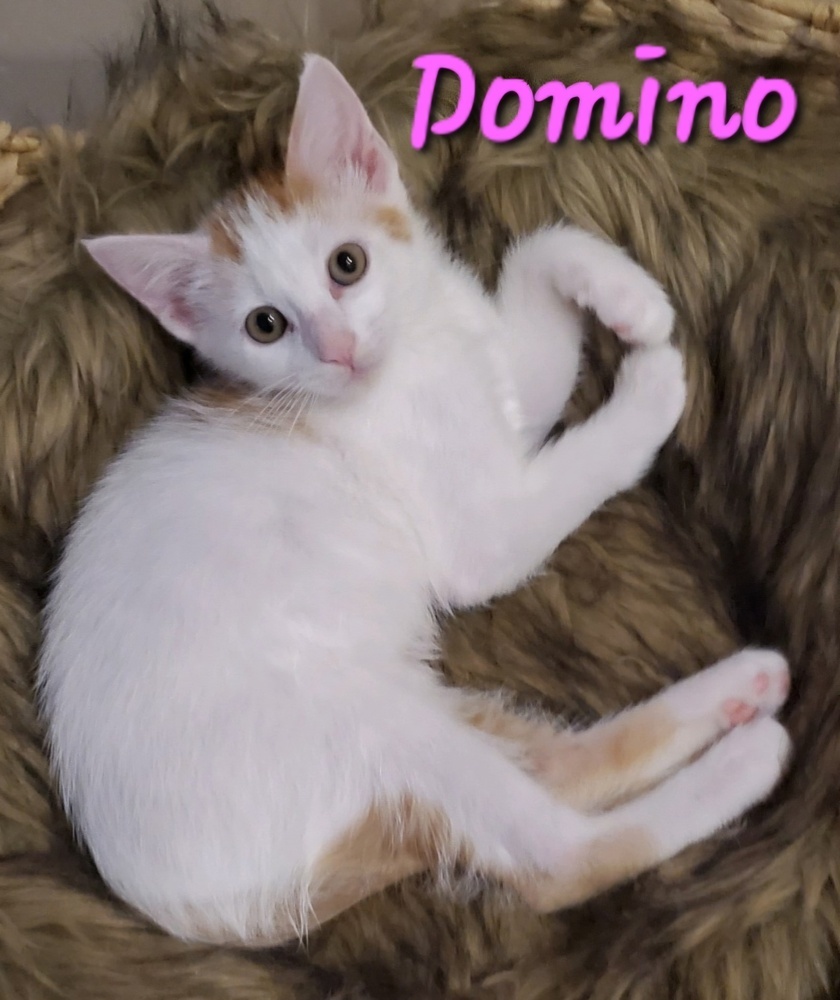 Domino