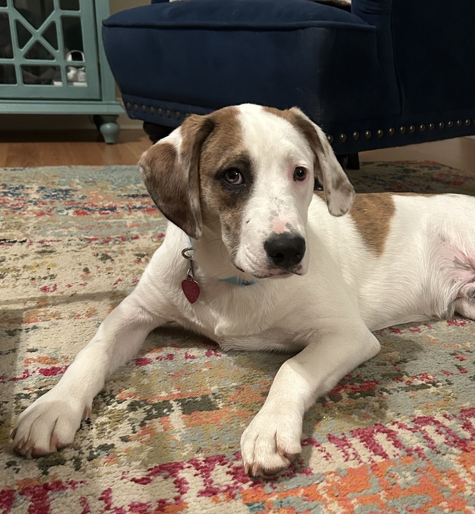 Collins, an adoptable Beagle, Foxhound in Dawson, GA, 31742 | Photo Image 1