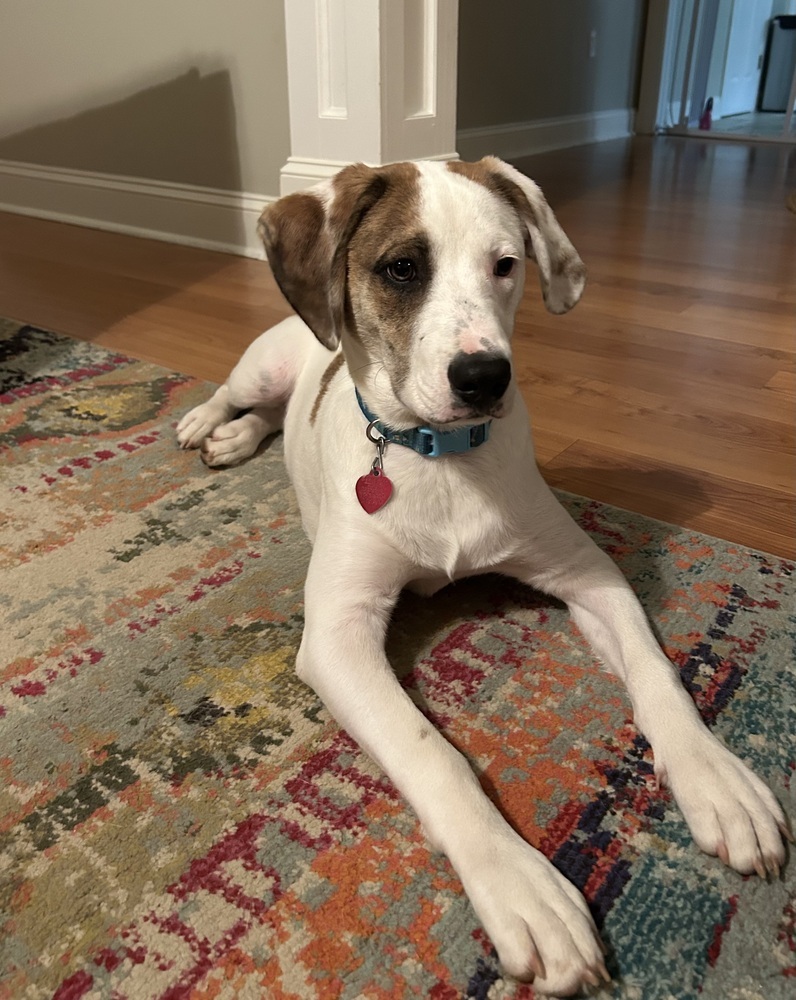 Collins, an adoptable Beagle, Foxhound in Dawson, GA, 31742 | Photo Image 2