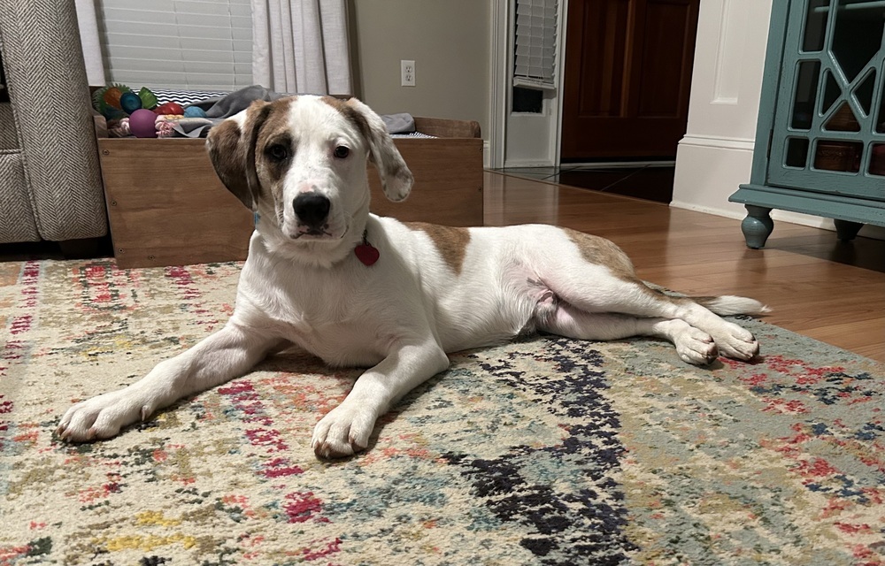 Collins, an adoptable Beagle, Foxhound in Dawson, GA, 31742 | Photo Image 3