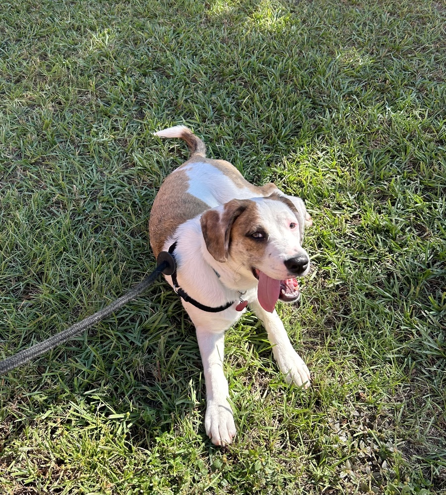 Collins, an adoptable Beagle, Foxhound in Dawson, GA, 31742 | Photo Image 5