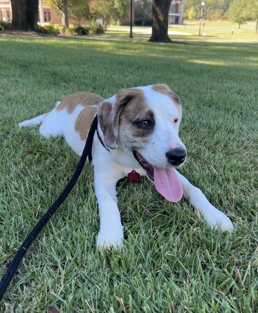 Collins, an adoptable Beagle, Foxhound in Dawson, GA, 31742 | Photo Image 6