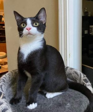 Introducing Rodeo an extremely handsome tuxedo boy that has not met a stranger He expects to be ac