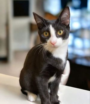 Rodeo is just the sweetest tuxedo boy He happily follows you around the house sleeps on the bed wi