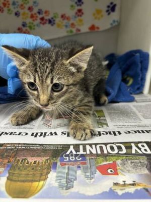 Meet Oscar the cutest little fish in the pond This charming male domestic shorthair may be small 