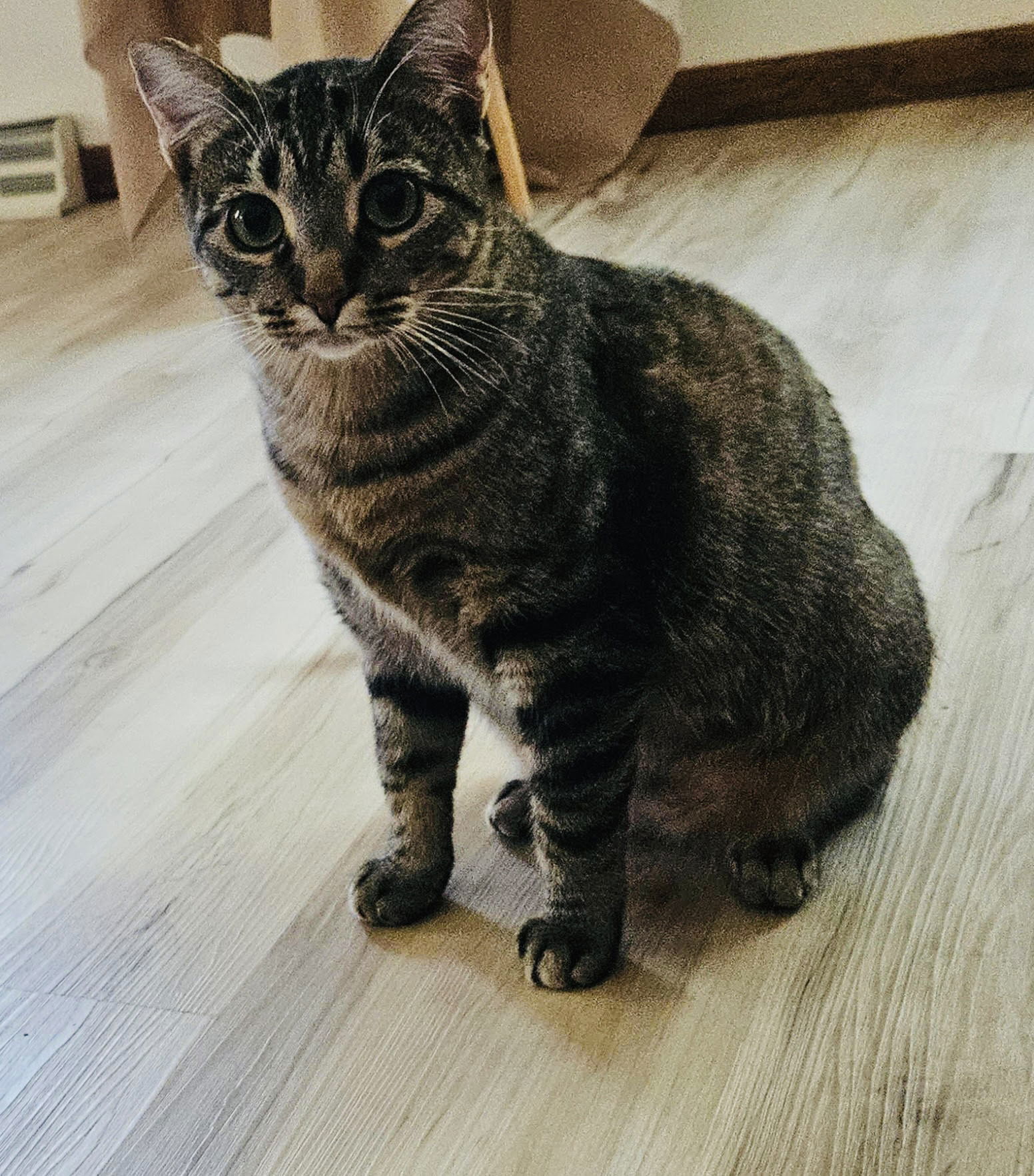 Duchess, an adoptable Domestic Short Hair in Princeton, MN, 55371 | Photo Image 1