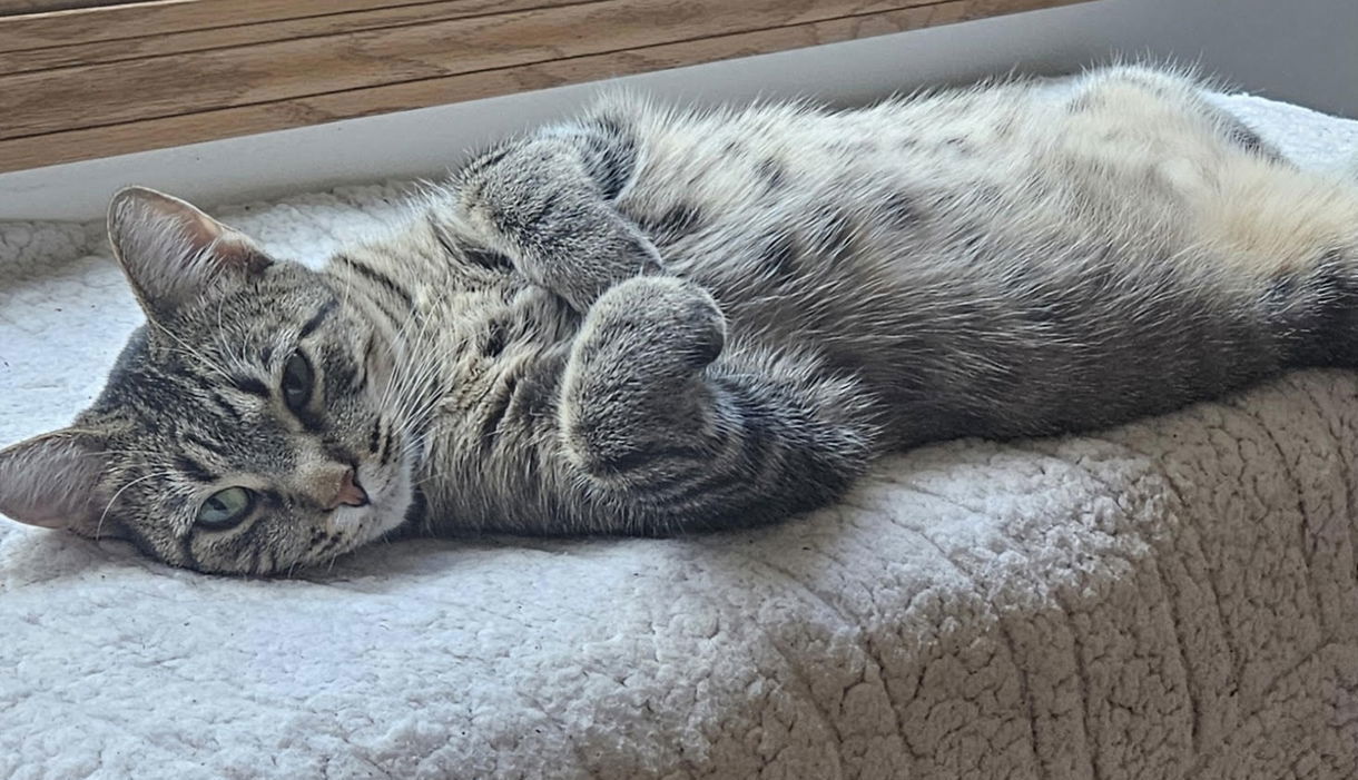 Duchess, an adoptable Domestic Short Hair in Princeton, MN, 55371 | Photo Image 1