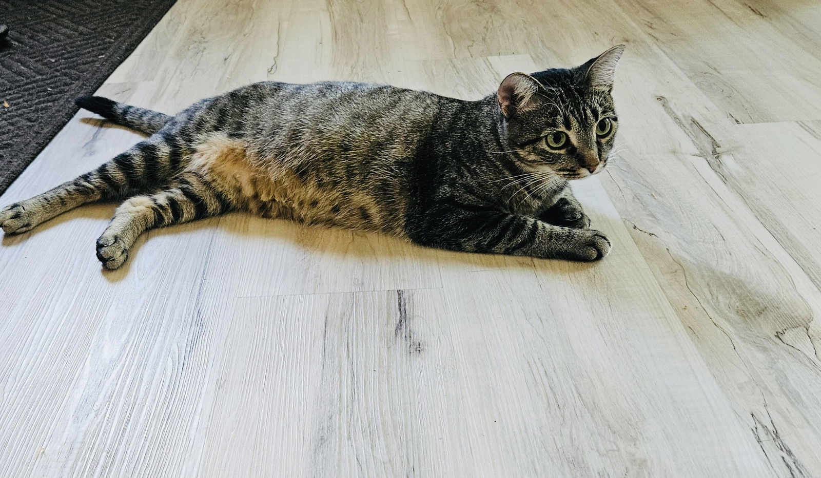 Duchess, an adoptable Domestic Short Hair in Princeton, MN, 55371 | Photo Image 2