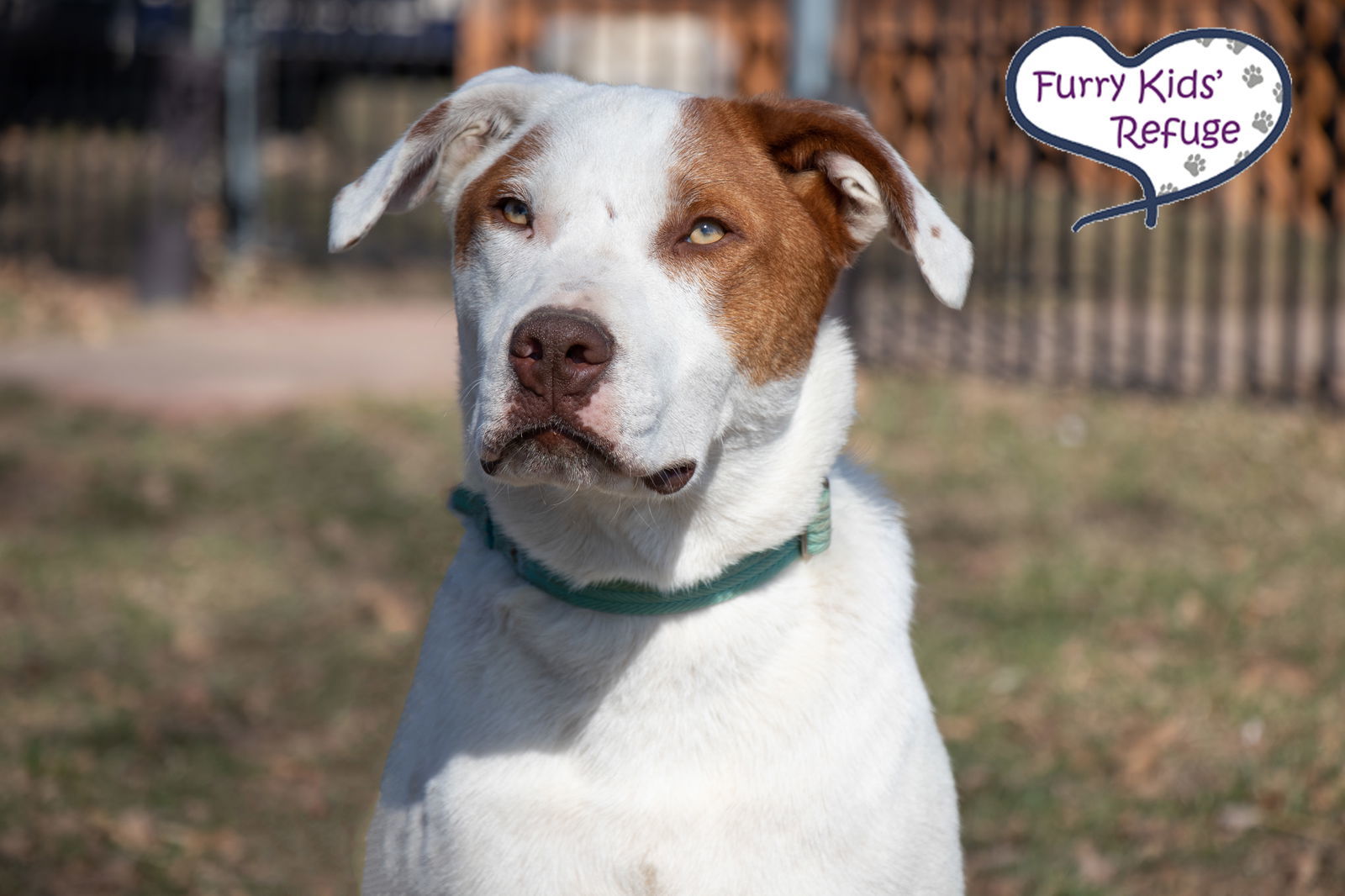 Lego, an adoptable American Staffordshire Terrier, Retriever in Kansas City, MO, 64133 | Photo Image 1