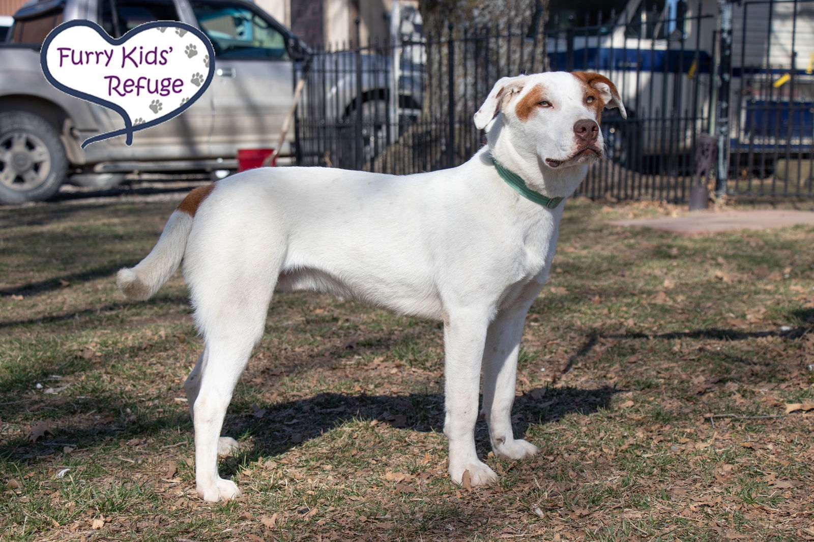 Lego, an adoptable American Staffordshire Terrier, Retriever in Lee's Summit, MO, 64063 | Photo Image 2