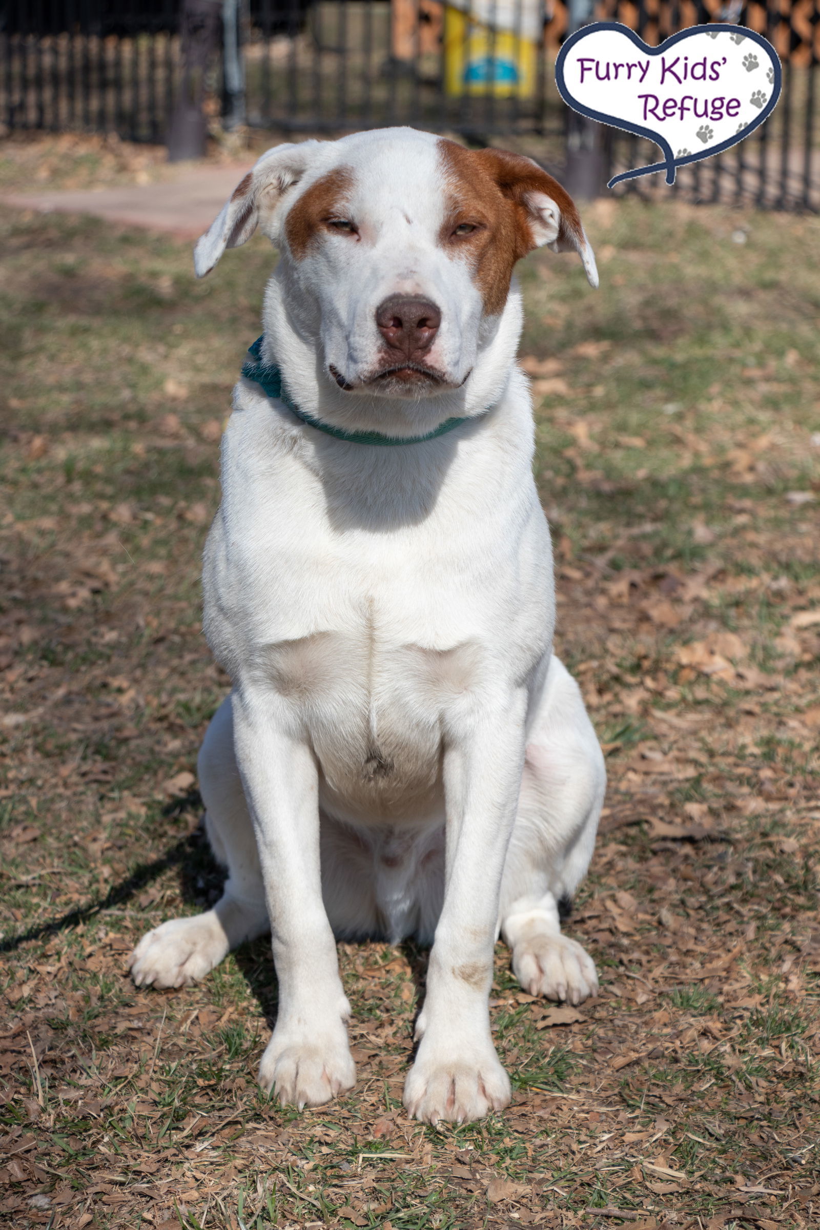 Lego, an adoptable American Staffordshire Terrier, Retriever in Kansas City, MO, 64133 | Photo Image 3