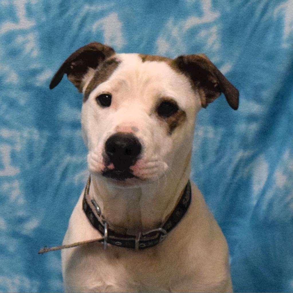 Soy Sauce, an adoptable Pit Bull Terrier in Eureka, CA, 95503 | Photo Image 1