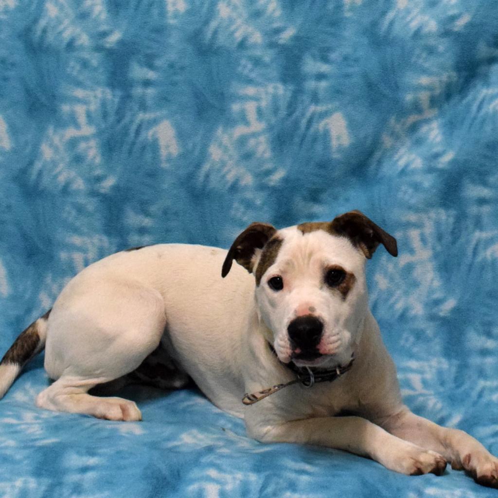 Soy Sauce, an adoptable Pit Bull Terrier in Eureka, CA, 95503 | Photo Image 2