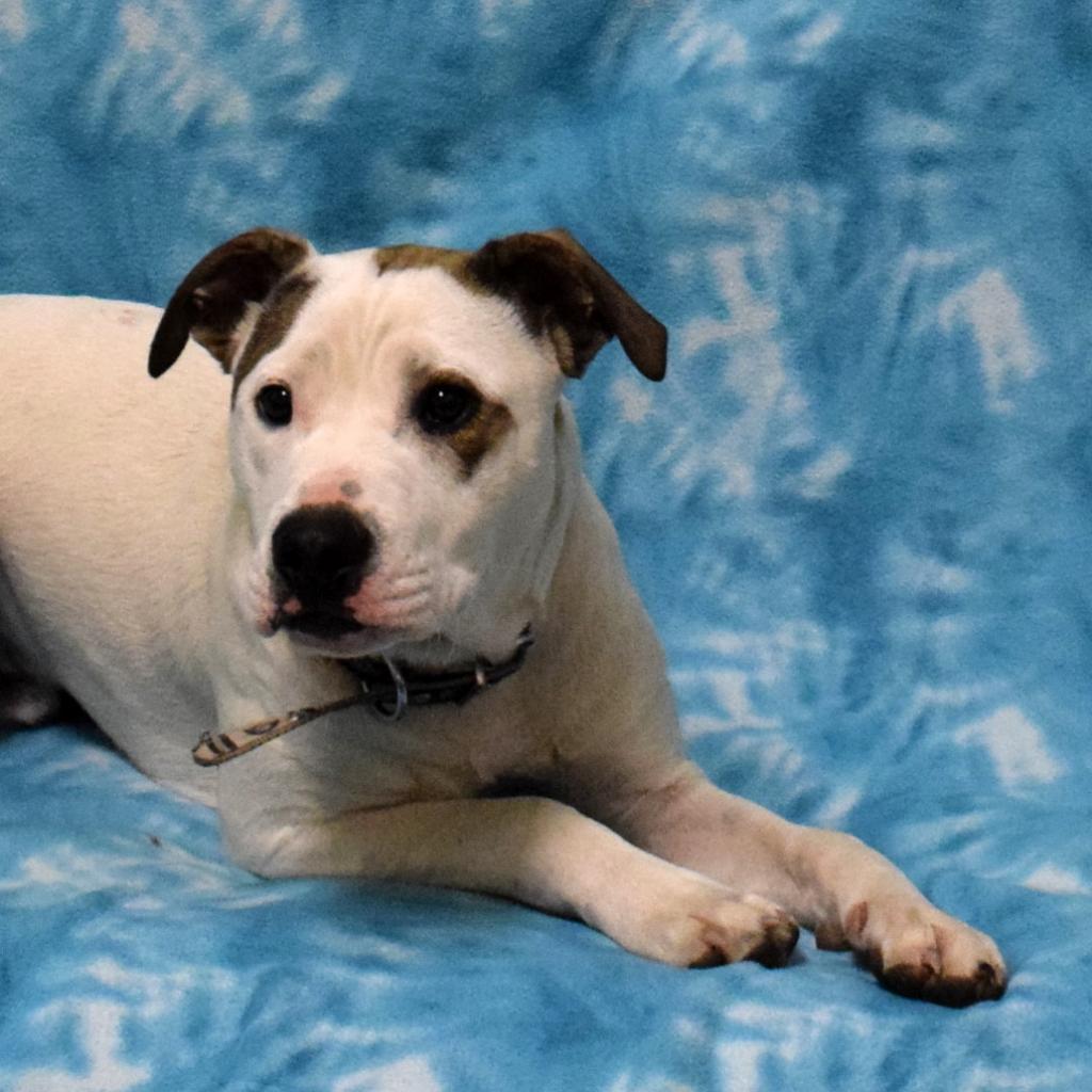 Soy Sauce, an adoptable Pit Bull Terrier in Eureka, CA, 95503 | Photo Image 3