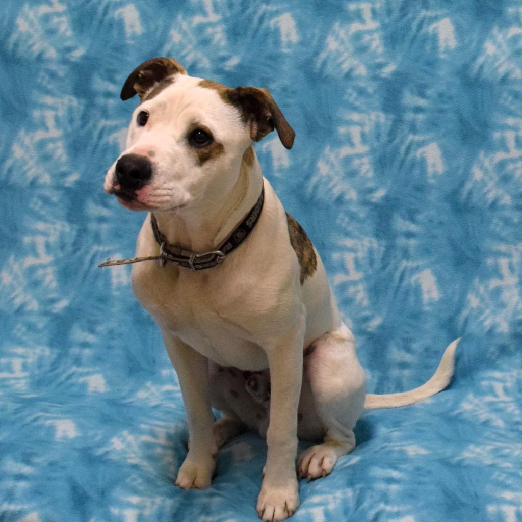 Soy Sauce, an adoptable Pit Bull Terrier in Eureka, CA, 95503 | Photo Image 4