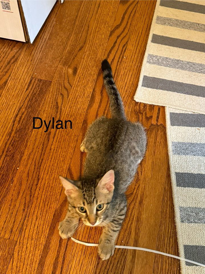 Dylan (24-608)