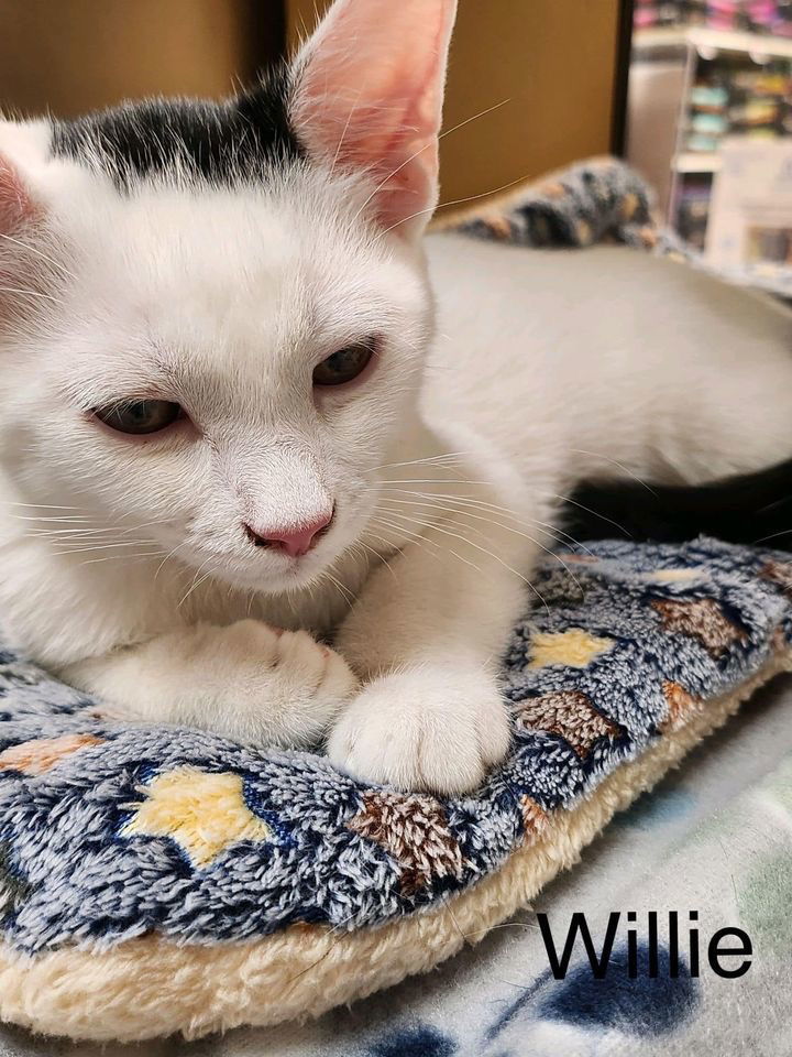 Willie (24-603)