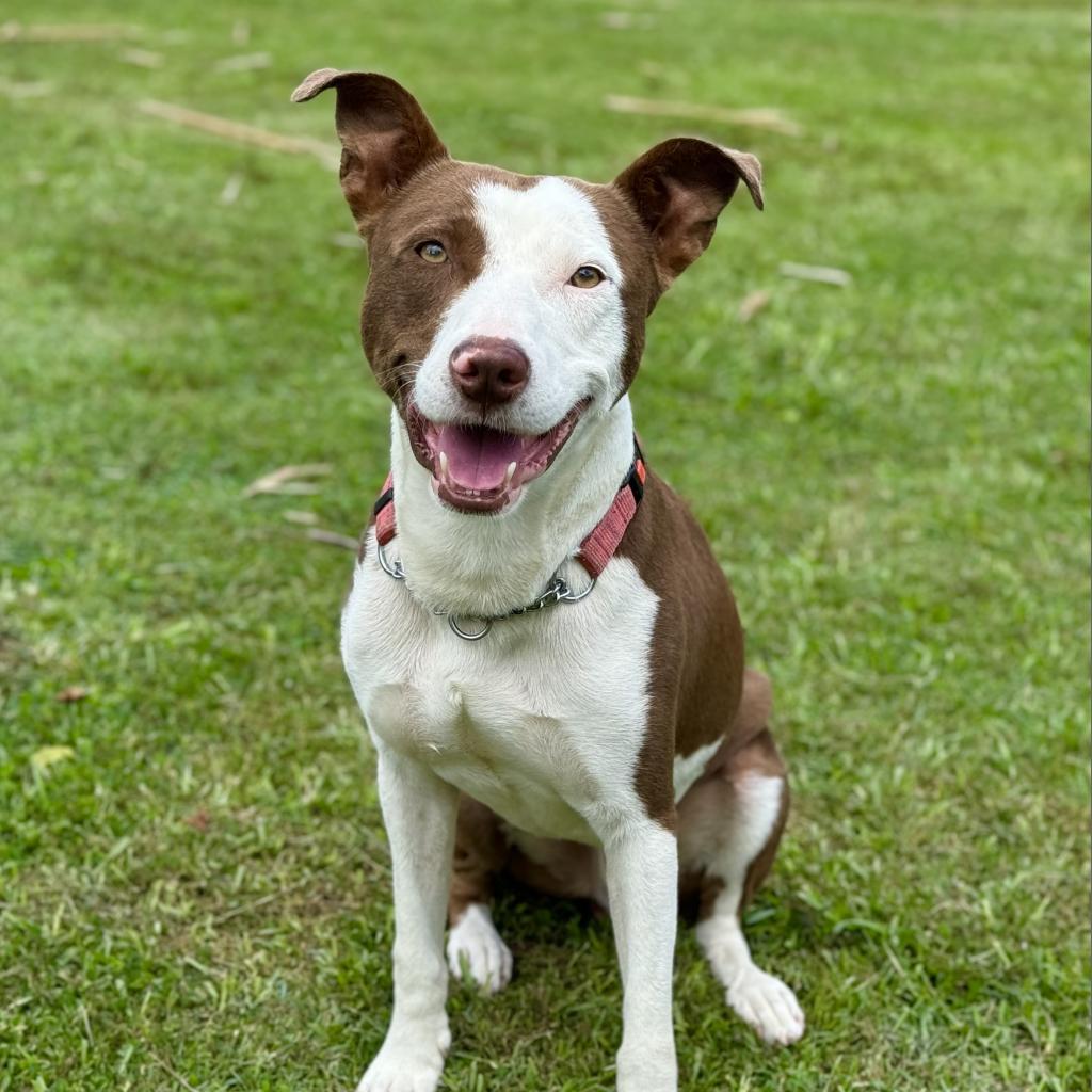 Wybie, an adoptable Mixed Breed in Keaau, HI, 96749 | Photo Image 1