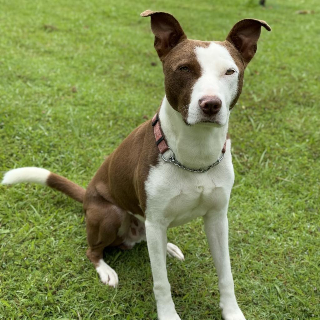 Wybie, an adoptable Mixed Breed in Keaau, HI, 96749 | Photo Image 2