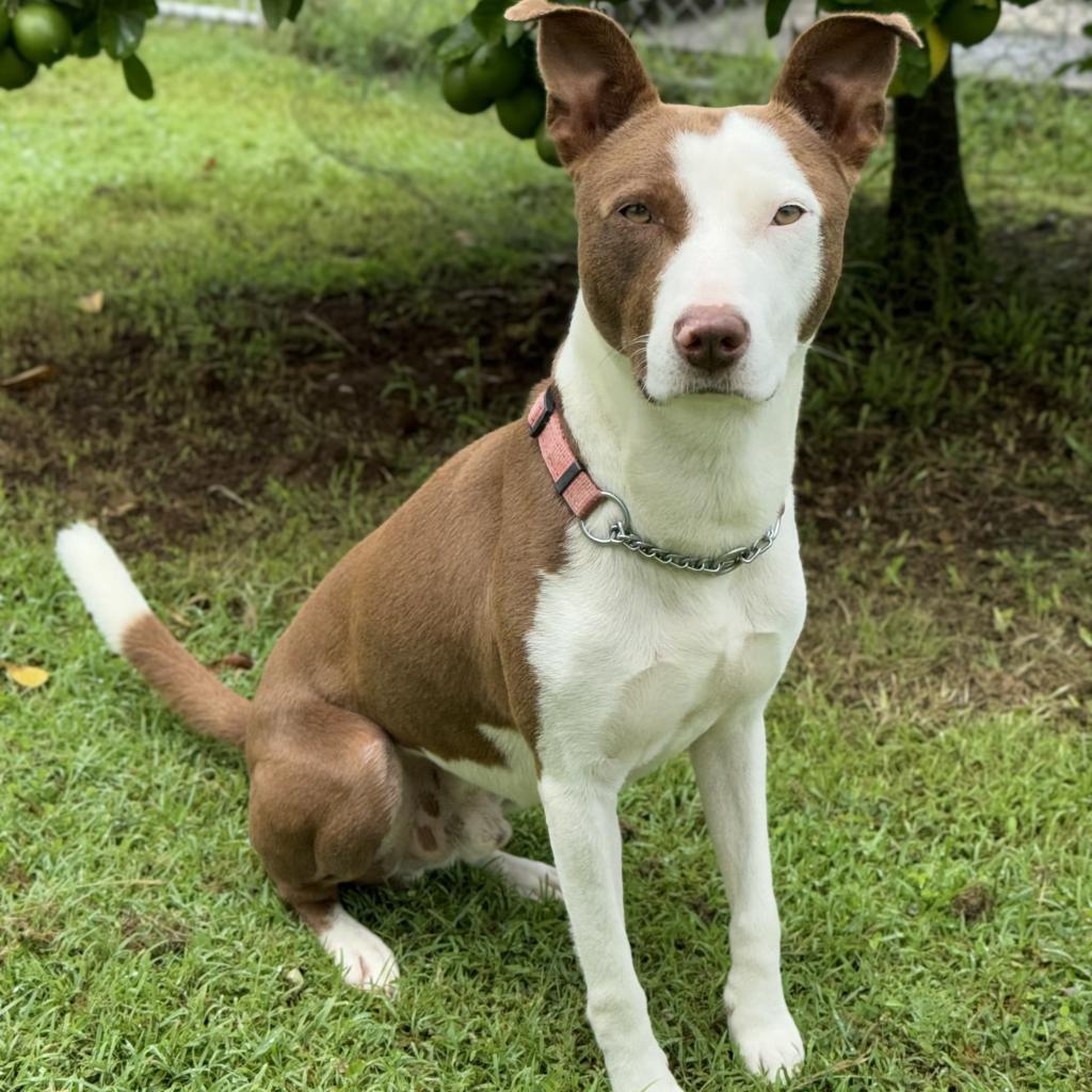 Wybie, an adoptable Mixed Breed in Keaau, HI, 96749 | Photo Image 3