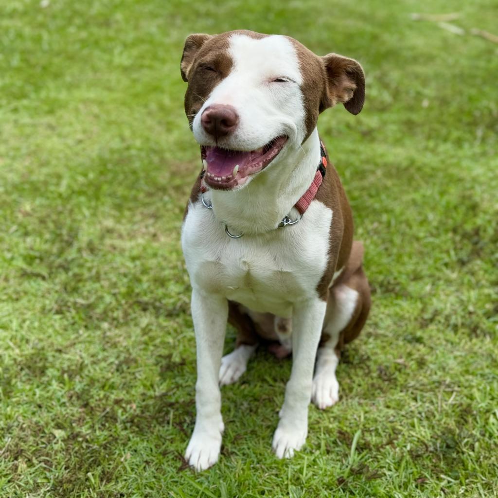 Wybie, an adoptable Mixed Breed in Keaau, HI, 96749 | Photo Image 4