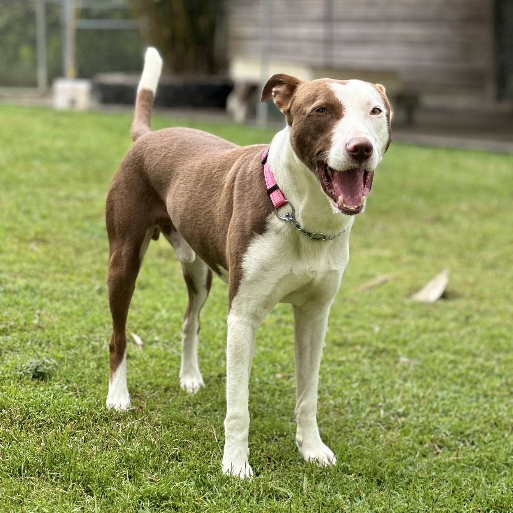 Wybie, an adoptable Mixed Breed in Keaau, HI, 96749 | Photo Image 5