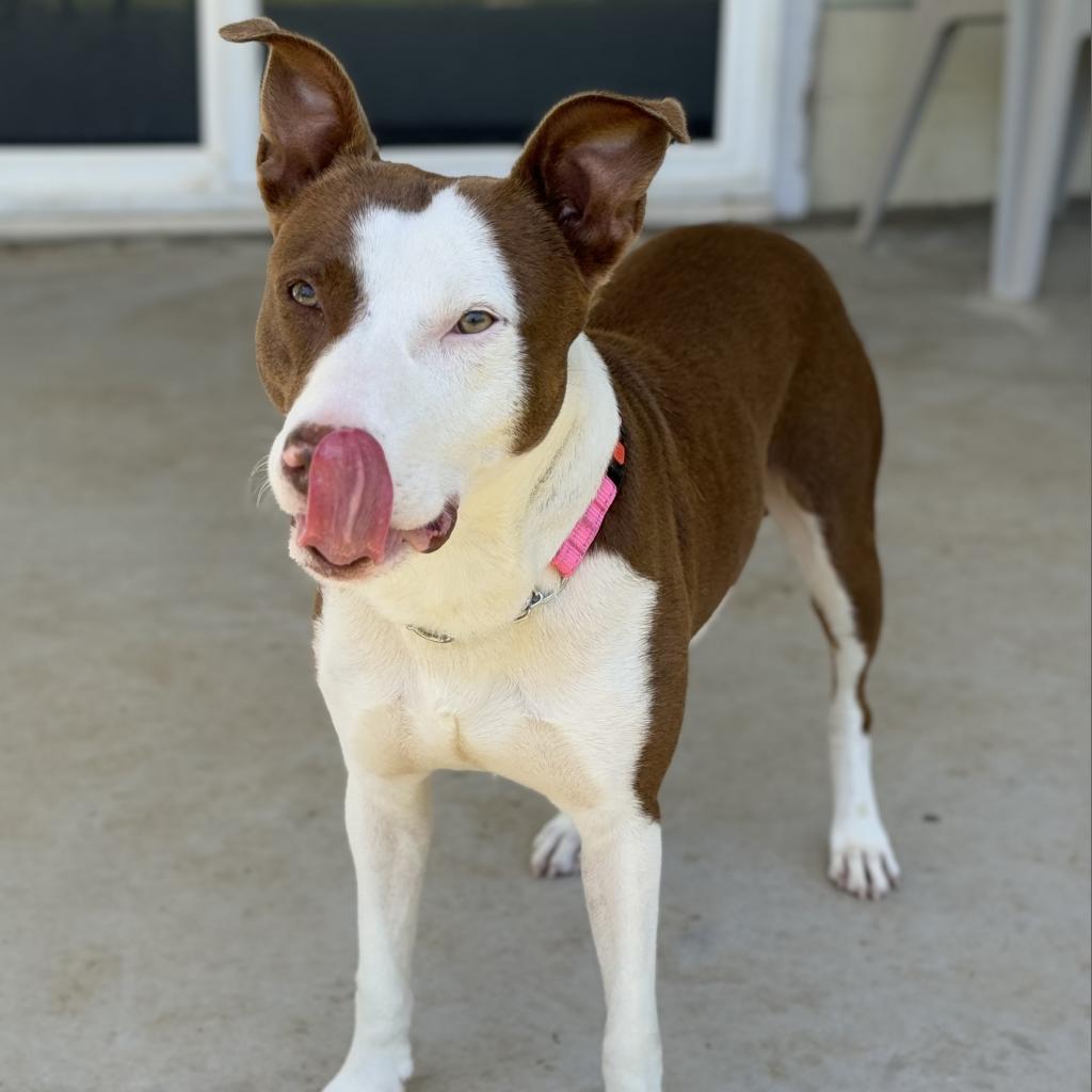 Wybie, an adoptable Mixed Breed in Keaau, HI, 96749 | Photo Image 6