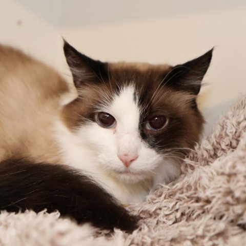 Fluff, an adoptable Snowshoe, Domestic Long Hair in FAIRWAY, KS, 66205 | Photo Image 1