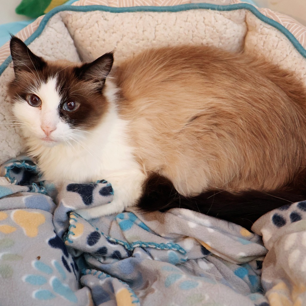 Fluff, an adoptable Snowshoe, Domestic Long Hair in FAIRWAY, KS, 66205 | Photo Image 1