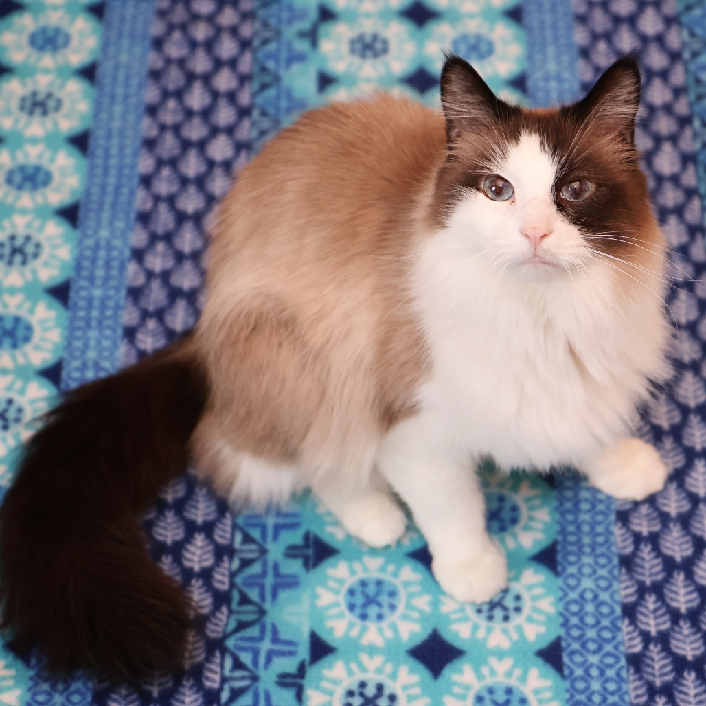 Fluff, an adoptable Snowshoe, Domestic Long Hair in FAIRWAY, KS, 66205 | Photo Image 1