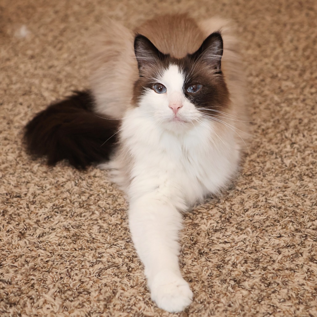 Fluff, an adoptable Snowshoe, Domestic Long Hair in FAIRWAY, KS, 66205 | Photo Image 2