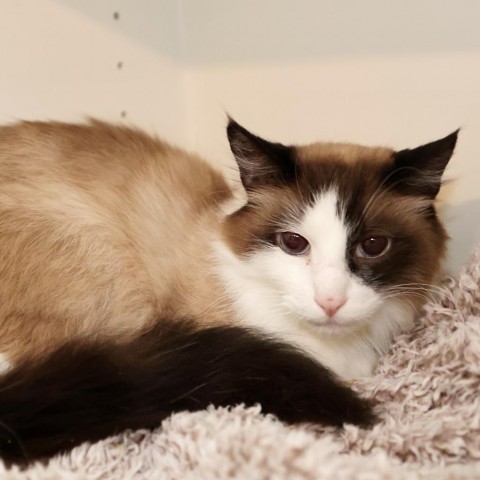 Fluff, an adoptable Snowshoe, Domestic Long Hair in FAIRWAY, KS, 66205 | Photo Image 3