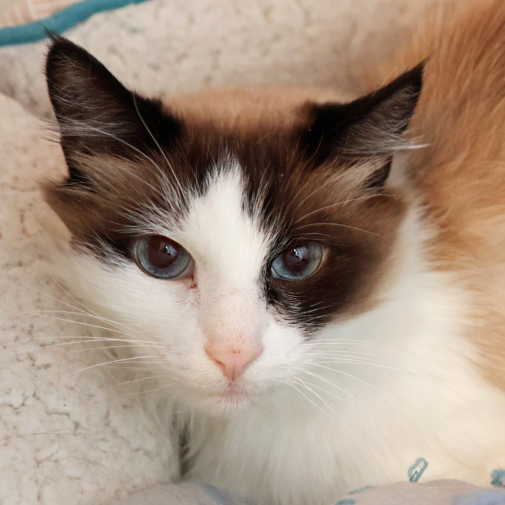 Fluff, an adoptable Snowshoe, Domestic Long Hair in FAIRWAY, KS, 66205 | Photo Image 3