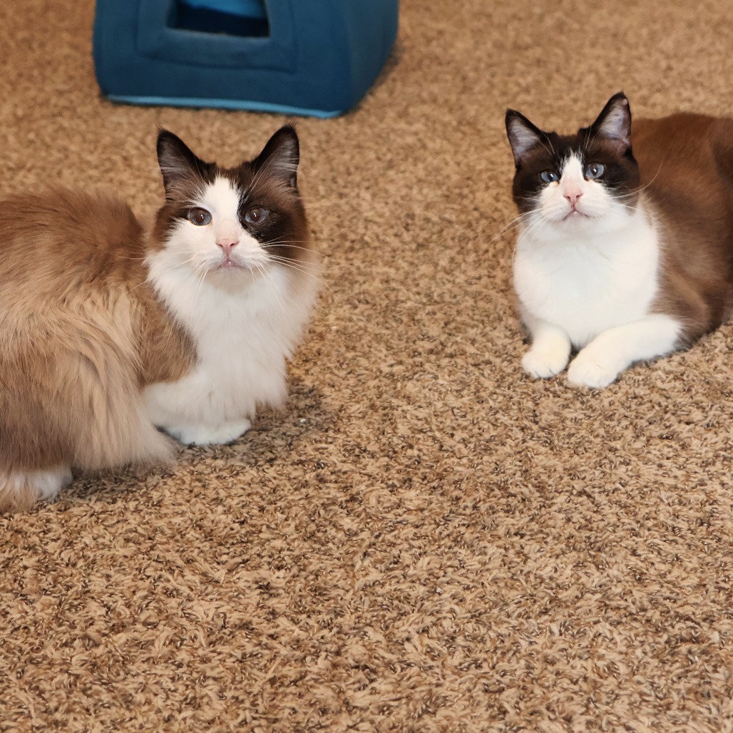 Fluff, an adoptable Snowshoe, Domestic Long Hair in FAIRWAY, KS, 66205 | Photo Image 3