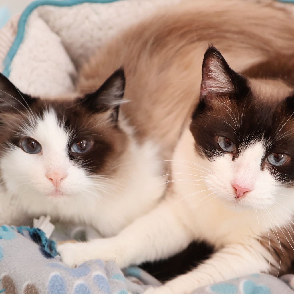 Fluff, an adoptable Snowshoe, Domestic Long Hair in FAIRWAY, KS, 66205 | Photo Image 4