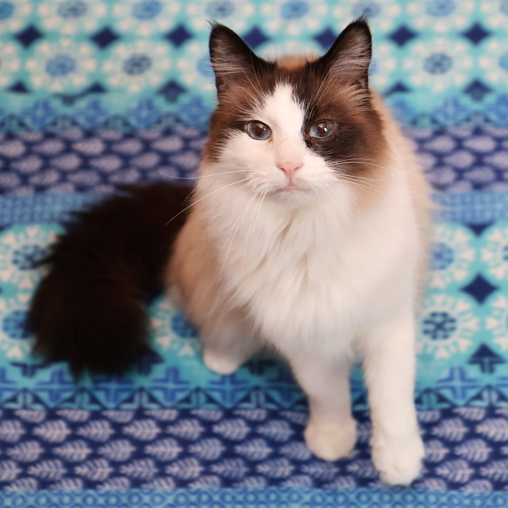 Fluff, an adoptable Snowshoe, Domestic Long Hair in FAIRWAY, KS, 66205 | Photo Image 4