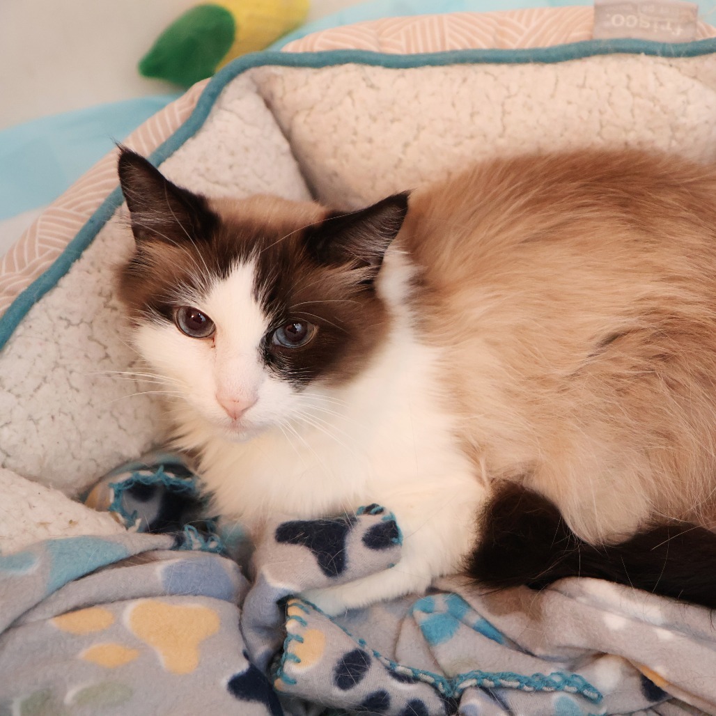 Fluff, an adoptable Snowshoe, Domestic Long Hair in FAIRWAY, KS, 66205 | Photo Image 6