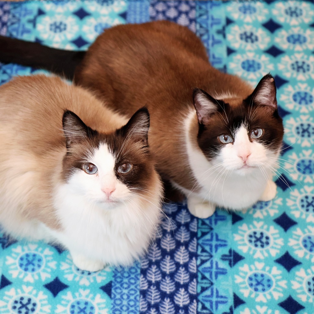 Fluff, an adoptable Snowshoe, Domestic Long Hair in FAIRWAY, KS, 66205 | Photo Image 6