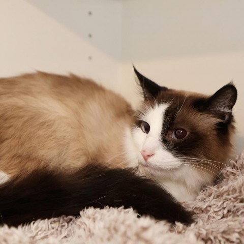 Fluff, an adoptable Snowshoe, Domestic Long Hair in FAIRWAY, KS, 66205 | Photo Image 2