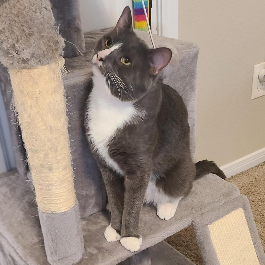 Max, an adoptable Domestic Short Hair in Austin, TX, 78704 | Photo Image 1