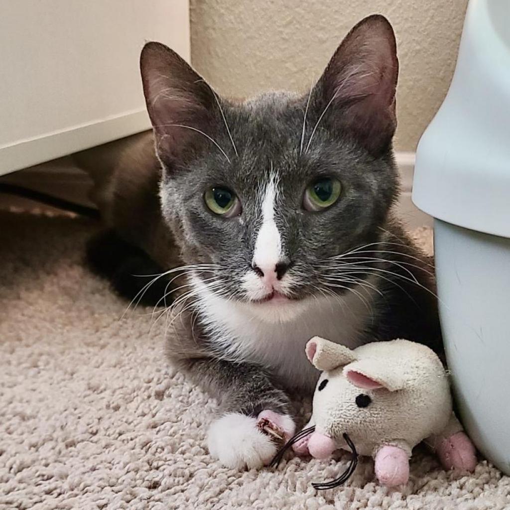 Max, an adoptable Domestic Short Hair in Austin, TX, 78704 | Photo Image 2