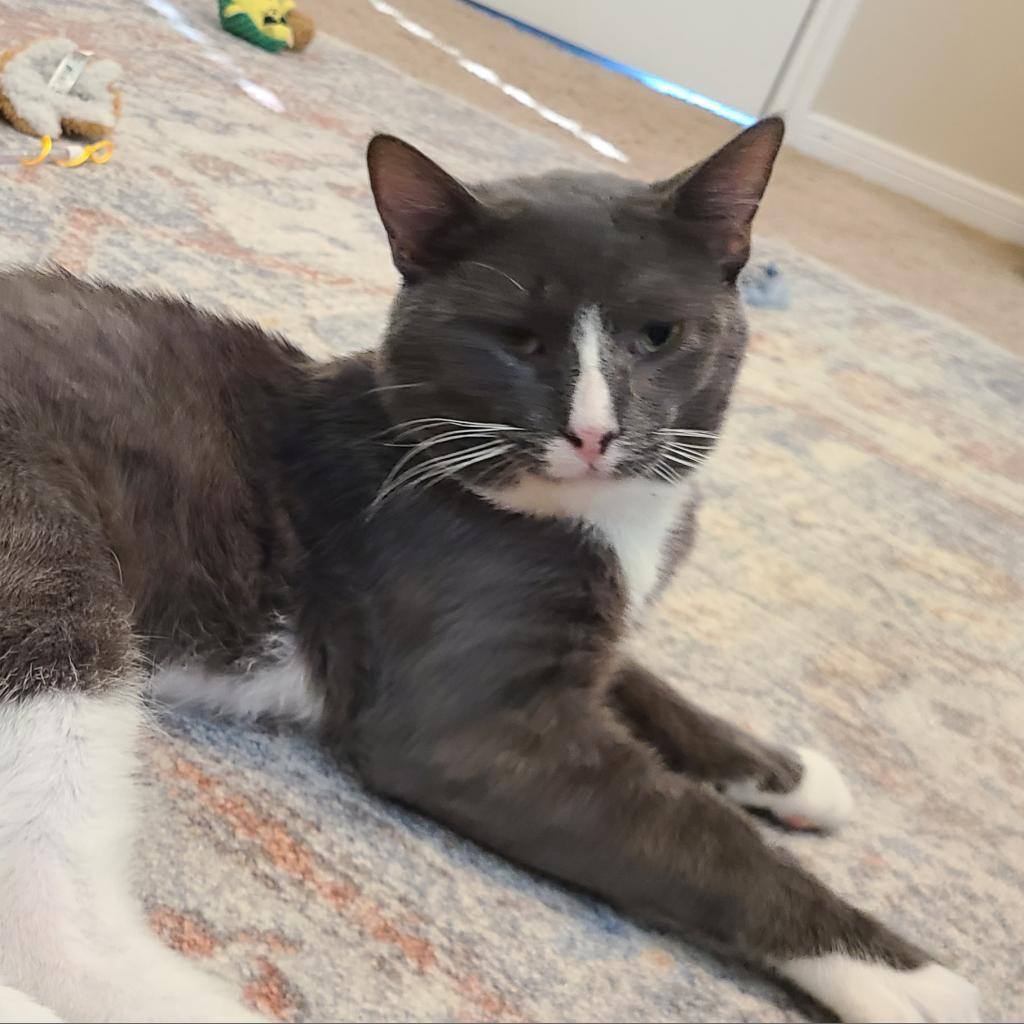 Max, an adoptable Domestic Short Hair in Austin, TX, 78704 | Photo Image 3