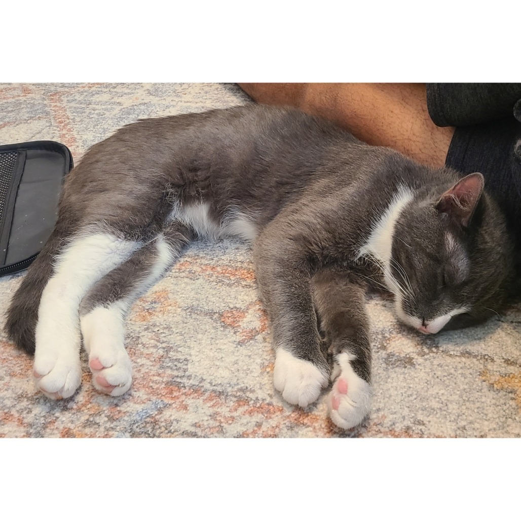 Max, an adoptable Domestic Short Hair in Austin, TX, 78704 | Photo Image 4