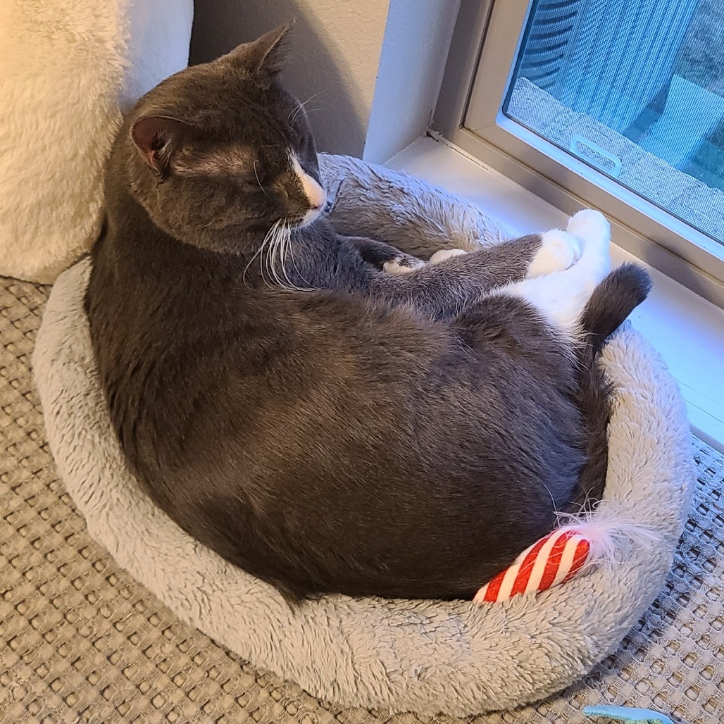 Max, an adoptable Domestic Short Hair in Austin, TX, 78704 | Photo Image 5