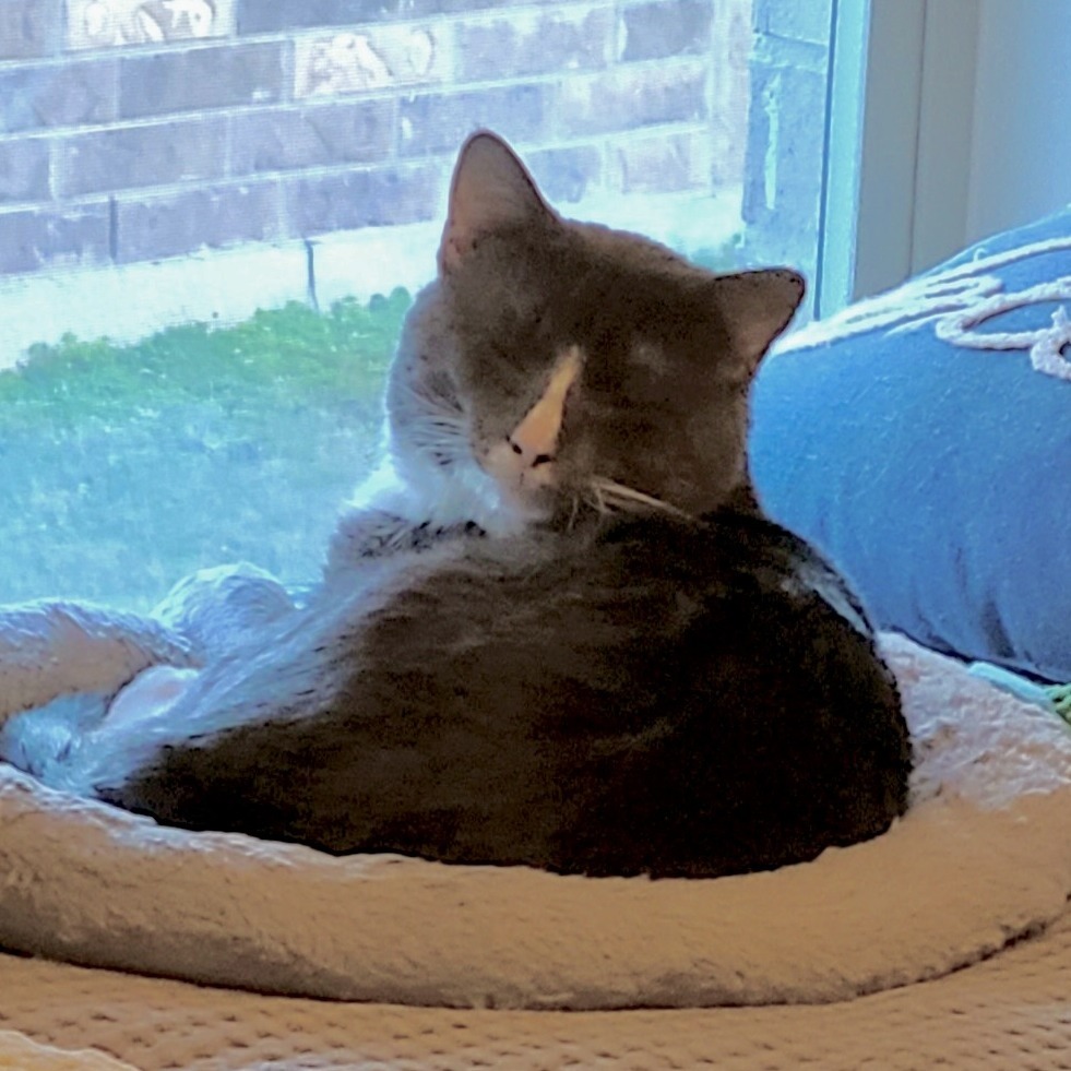 Max, an adoptable Domestic Short Hair in Austin, TX, 78704 | Photo Image 6