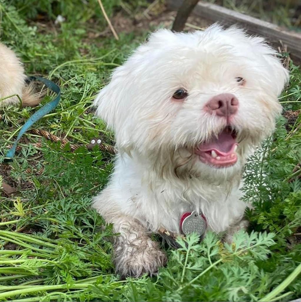 Justice 20678, an adoptable Maltese, Mixed Breed in Cumming, GA, 30040 | Photo Image 2