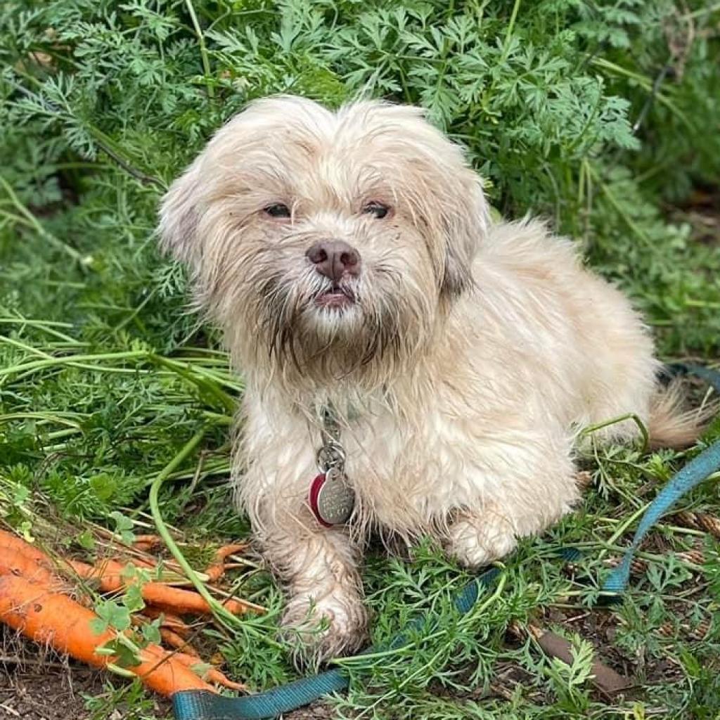 Liberty 20679, an adoptable Maltese, Mixed Breed in Cumming, GA, 30040 | Photo Image 2