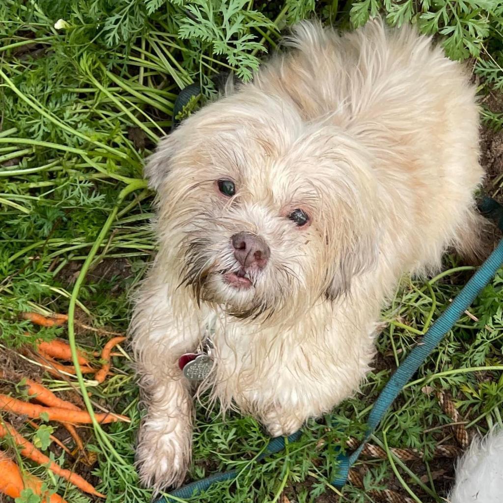 Liberty 20679, an adoptable Maltese, Mixed Breed in Cumming, GA, 30040 | Photo Image 3